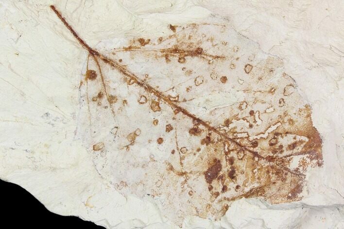 Miocene Fossil Leaf (Populus) - Augsburg, Germany #139156